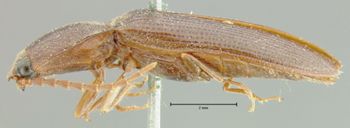 Media type: image;   Entomology 24369 Aspect: habitus lateral view